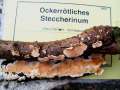 Steccherinum&nbsp;ochraceum&nbsp;-&nbsp;Ockerr�tlicher Resupinatstacheling&nbsp;-&nbsp;Kembrg OT Gniest -Friedrichsee
